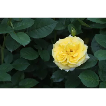 Fresh Yellow Rose 